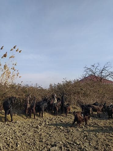 cins piwikler: Super damazliq heleblermiz ve turk kecilermiz geldi kime maraqlidsa — 4