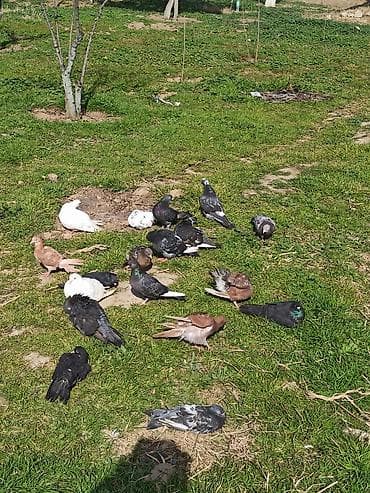 Птицы: 18 əd Göyərçin hamsi bir yerdə satılır — 1