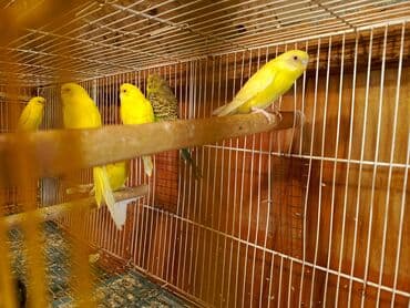 ucuz pisik: Papuqaylar təcili satılır ünvan yeni suraxanı Sarı rəngli — 9