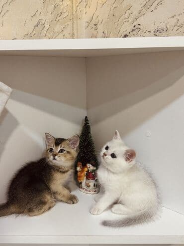 ev heyvanları adları: Şinşilla, Erkək, Dişi, Yaxşı əllərə, Ünvandan götürmə — 1