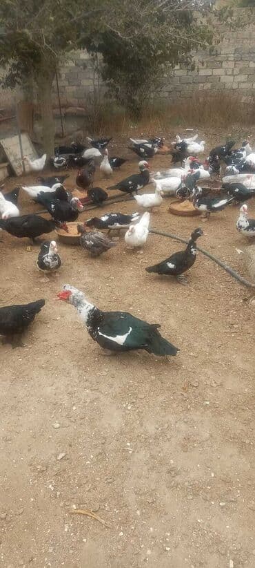 kayuqa ördək: Muscovy ördəkləri (indoutka) – qarışıq rəngli sürü • Cins: Muscovy — 5