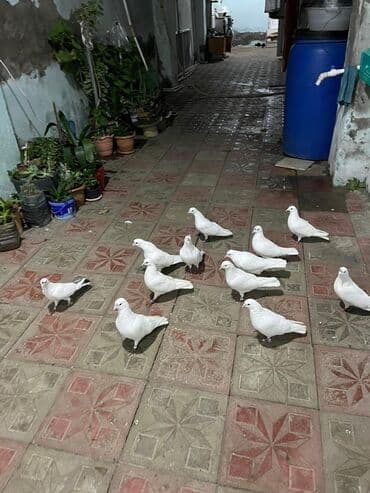 arpa bugda: Ağ güvəncənlər – dekorativ və uçuş üçün uyğun damazlıq quşlar - Rəng — 1