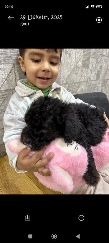 pudel it satisi: Pudel, 2 ay, Erkek — 8