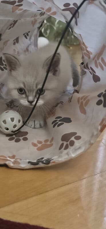 scottish fold qiyməti: Şotland yastı qulaq, Ünvandan götürmə — 3