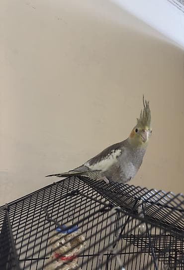 papuqay quş: AĞCABƏDİ RAYONU ÖZ YETİŞDİRDİYİMİZ BALALAR . ƏLƏ ÖYRƏŞMİŞ DİŞLƏMİRLƏR — 7