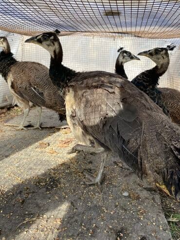 qəfəs quşları: Məhsul: Tovus quşları (pavlin) Təsvir: - Şəkillərdə bir neçə baş gənc — 2