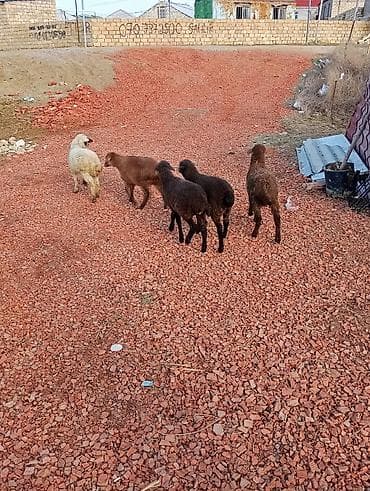 Yemlər: Quzular satılır 2 erkəyi 3dişi - Fotoşəkildə bir neçə gənc quzu — 1