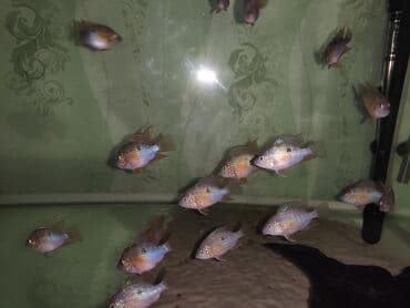 Heyvanlar üçün mallar: Eliot balığı, Yırtıcı, Ünvandan götürmə — 1