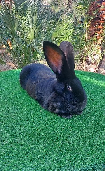 K/t heyvanları üçün mallar: Wekilde gorduyunuz Diwi Rizen satilir qan temiz bir piroblemsiz xaiw — 6