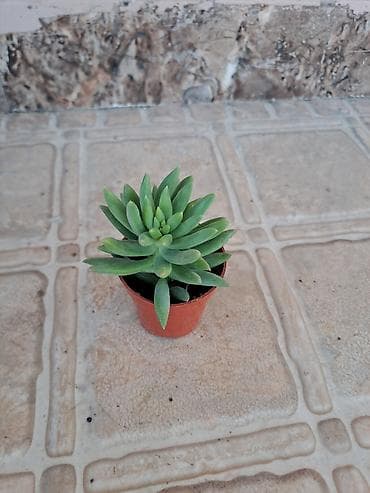 Sukkulent bitki – mini qablarda - Növ: Echeveria/Sedeveria tipli ətli lalafo.az -da Sukkulent bitki – mini qablarda - Növ: Echeveria/Sedeveria tipli ətli