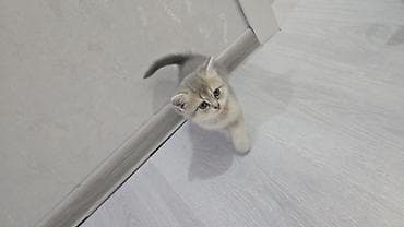 pişik britan: Britan, Erkək, Dişi, Yaxşı əllərə, Ünvandan götürmə, Ödənişli çatdırılma — 6