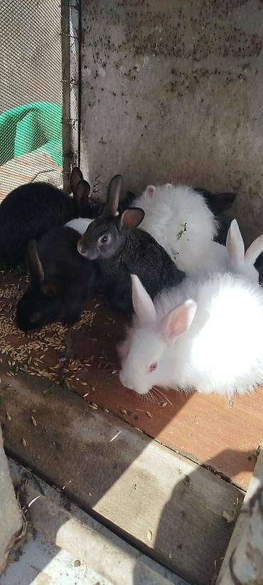 dekorativ dovşan: Satılır: dekorativ dovşan balaları - Növlər: müxtəlif rəngdə — 8