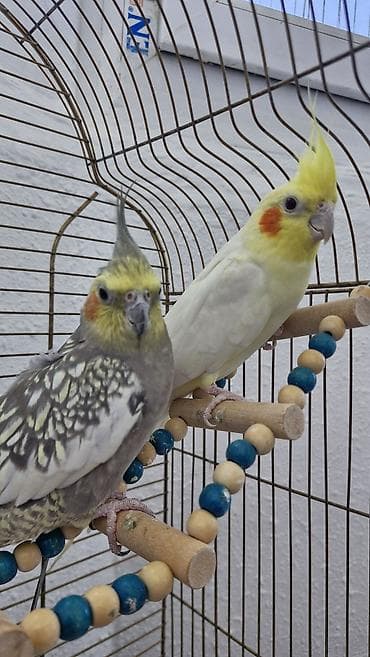 quslar type 1: Nimfa (cockatiel) cütlüyü və qəfəs dəsti Məhsulun tərkibi: - 2 ədəd — 4