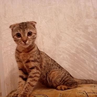 С/х животные и товары: Шотладская вислоухая — 2