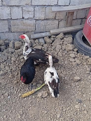 Heyvanlar: Dişi, | Lal ördək, Ətlik, Ünvandan götürmə — 2