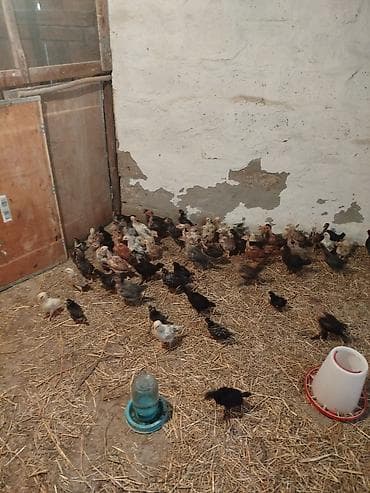 simental inekler satilir: Toyuğ altında çıxan təbii kənd cücəsi satılır. 38 günlük, tam sağlam — 7