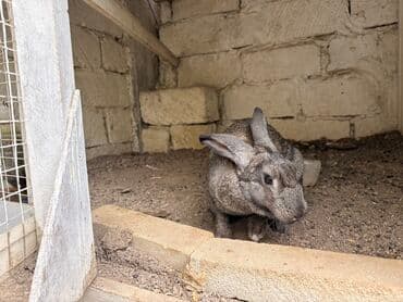 qoyun quzu nece yazilir: Boz rəngli yerli cins dovşanb Balaca vaxtindan ozum saxlamisam tek — 4
