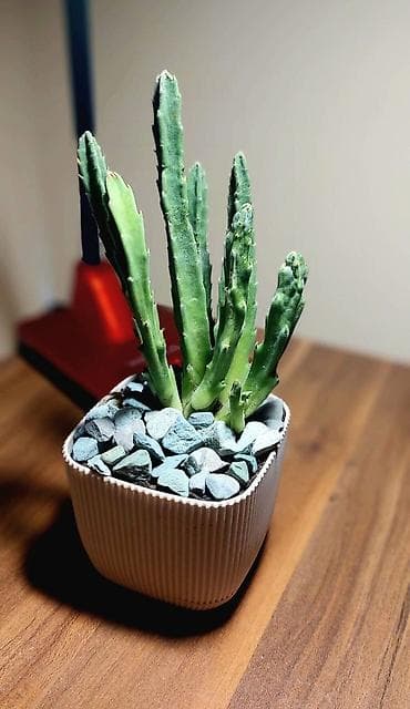 Buket güllər: Qara plastik qabda olan bu şirəli bitki otağınıza və ya ofisinizə — 4