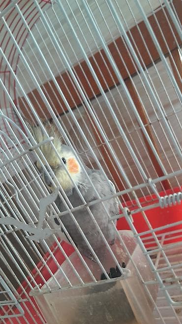 Quşlar: Nimfa (Cockatiel) tutuquşu və qəfəs dəsti - Növ: Nimfa tutuquşu — 1