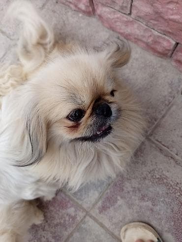 cin bildircin: Pekines, 1 il, Erkek, Ünvandan götürmə, Ödənişli çatdırılma — 2