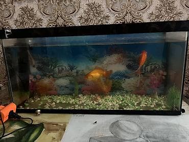 Akvariumlar: Akvaryum dəsti – qızılbalıqlarla - Şüşə akvaryum, düzbucaqlı forma - — 1