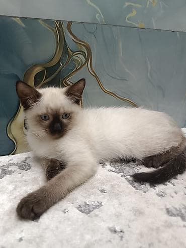 Gəmiricilər: Siam, Erkək, Dişi, Yaxşı əllərə, Ünvandan götürmə, Pulsuz çatdırılma, Ödənişli çatdırılma — 2