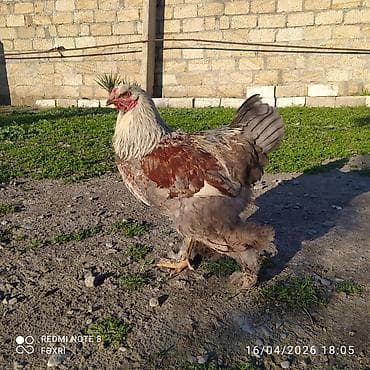at satanlar: 1 illik Brama xoruz satılır aktiv sağlam heyvandı — 5