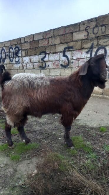 inek satilir: Erkək, il: 1, 50 kq, Ətlik, Ünvandan götürmə — 1