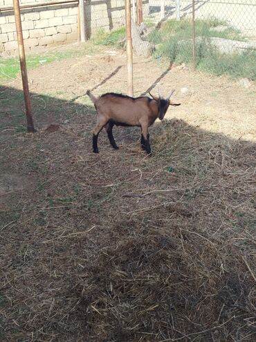 xacmaz heyvan bazari: Erkek cins 5ayliq — 1