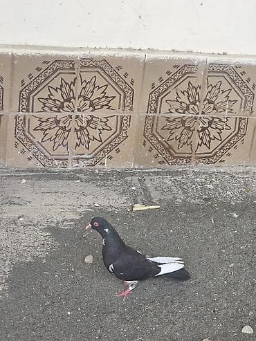 goyərclər: Qırmizi goz gitmizi dimdik ag per maya olmalidi tam saglamdi — 1