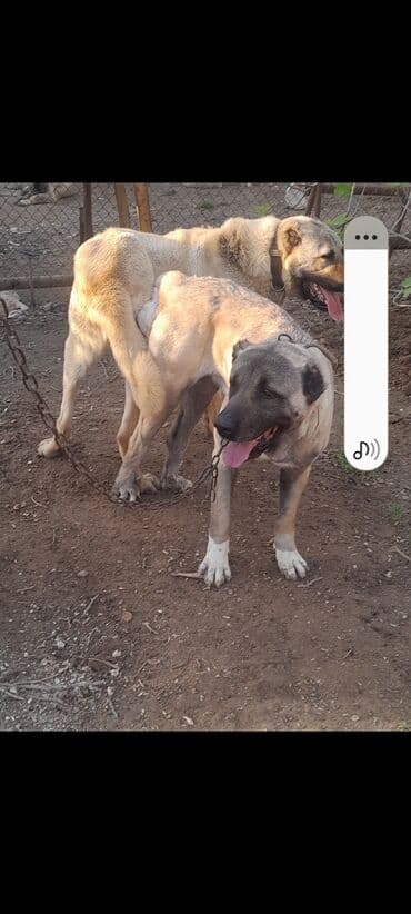 bala afcarka: Kanqal, Peyvəndli — 6