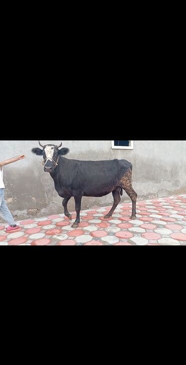 bakida cins ineklerin satisi: Südlük inək - Rəng: əsasən qara, baş və sağrıda ağ-qəhvəyi ləkələr - — 2