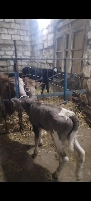 Yemlər: ÜNVAN AĞDAM RAYONU KİME LAZIM. OLSA ELAQE SAXLASIN QİYMED BUZOVA GORE — 10