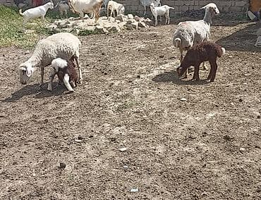 mal qara: 2 dənə cavan damazlx qoyun 2 dənə 1ci qarna balalı toğlu 1 dənə cavan — 5