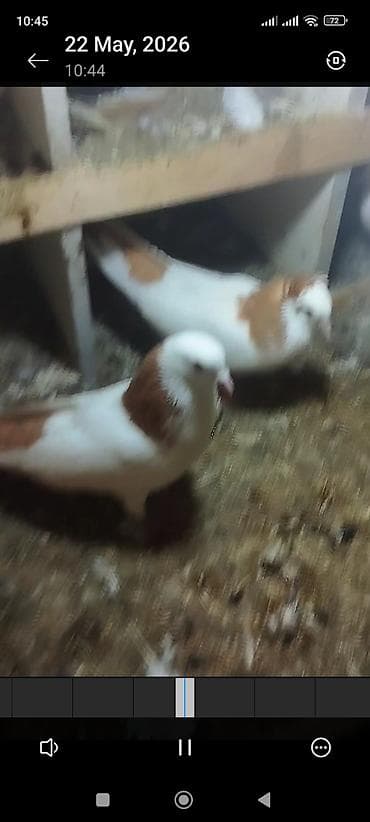 rengli quslar: Salam saglam heyanlardi sari boyunlar erkey mayadi kekilsiz erkekdi — 4