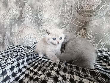erkey pisik adlari: Britaniya/Şinşilla/Persian tipli bala pişiklər - Cins: uzun tüklü — 4