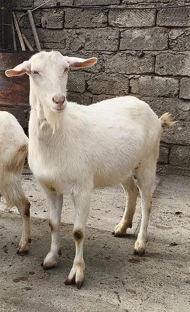 Təmiz orginal Sani 1 ci qarına boğazdı lalafo.az -da Təmiz orginal Sani 1 ci qarına boğazdı