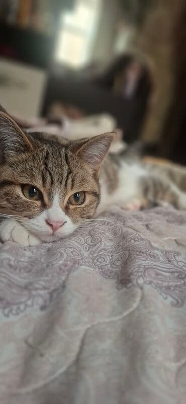 xaski iti qiymeti: Erkək — 5