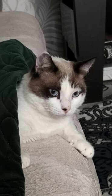 pisiy: Ev pişiyi – unikal rəng çalarları ilə - Növ: ev pişiyi (qısa tüklü) - — 1