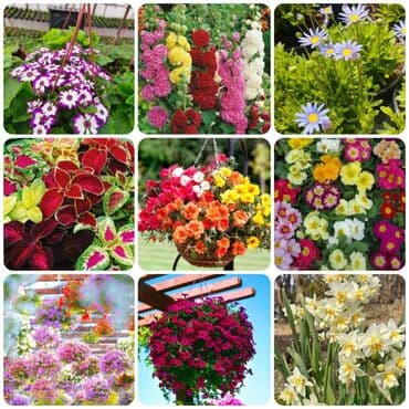 qizil gul toxumu: Güll toxumlari ! Istədiyiniz güll toxumun satışı ! Güll toxumları — 3