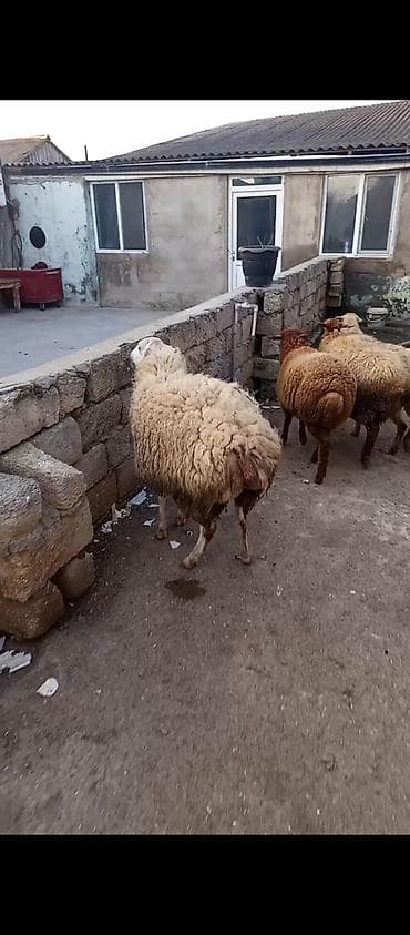 qoyun quba: Qoyunlar – ana və bala • Növ: yerli ətlik/yunlu qoyunlar • Say: bir — 1