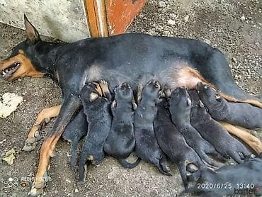pudel it cinsi: Doberman, 1 ay, Dişi, Ödənişli çatdırılma — 1