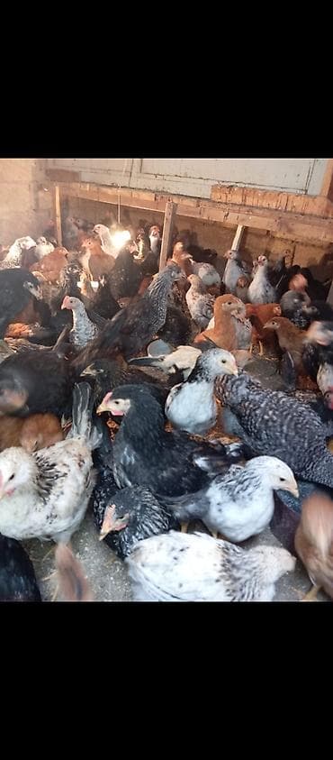 ceyranbatan toyuq: Toyuq, Ətlik — 4