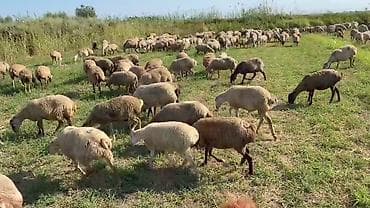 afkalka iti kim satır: Dişi, il: 1, Damazlıq, Pulsuz çatdırılma — 7