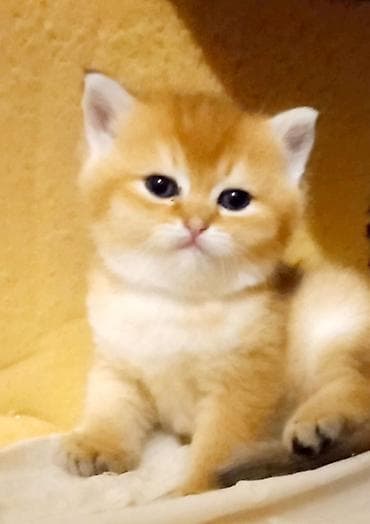 Heyvanlar: Britan, Erkək, Yaxşı əllərə, Ünvandan götürmə — 2