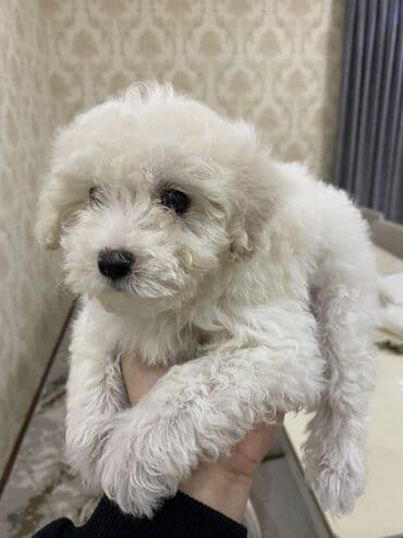 itle barter: Bişon Frize, 2 ay, Dişi, Ünvandan götürmə — 2