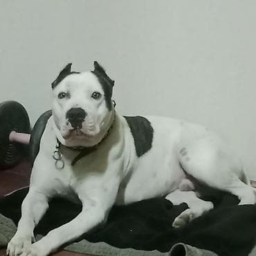 ağ siçan: Amerikan buldoqu, Erkek, Peyvəndli — 8