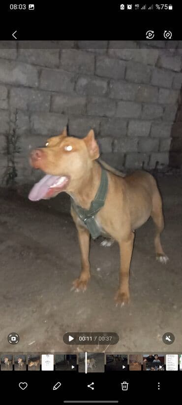 dişi pitbul: Pitbul, 2 il, Dişi — 3