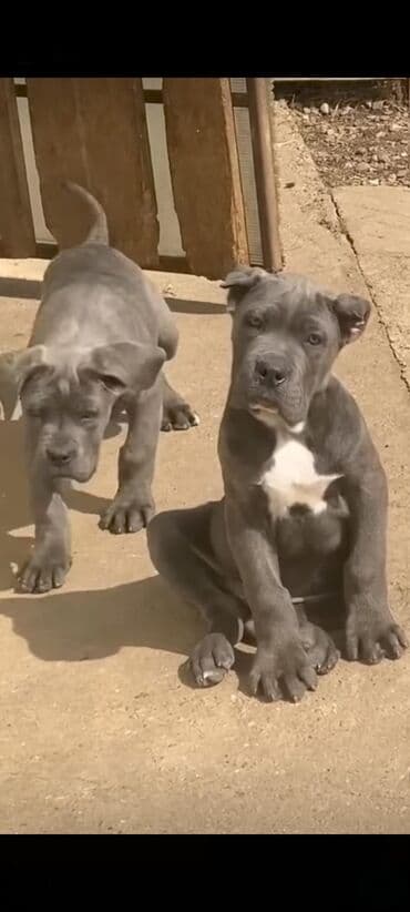 кане корсо цена: Kane-Korso, 1 ay, Sənədli, Ünvandan götürmə, Pulsuz çatdırılma, Ödənişli çatdırılma — 24