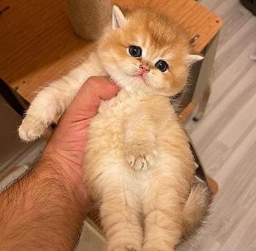 Pişiklər: Britan, Erkək, Dişi — 2